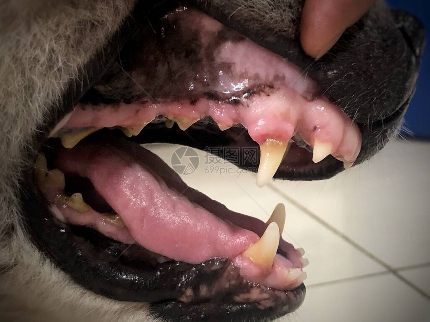 狗牙问题不健图片