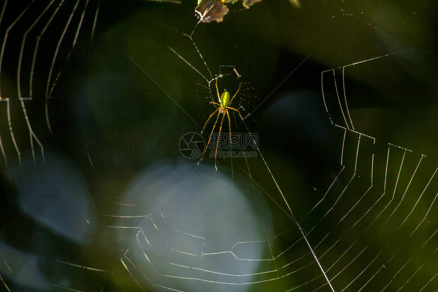 网上蜘蛛在常青林中很常见蜘蛛建立网络捕捉动图片
