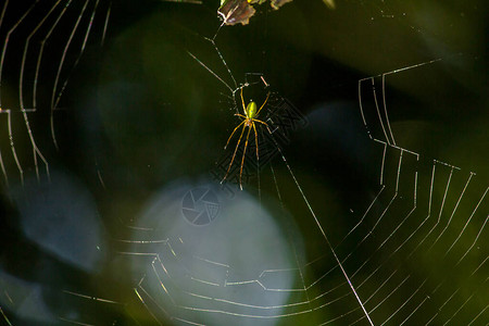 网上蜘蛛在常青林中很常见蜘蛛建立网络捕捉动图片