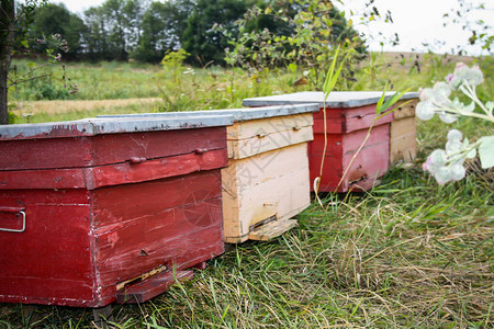 自然界中的蜂箱红色和黄色的蜂箱图片