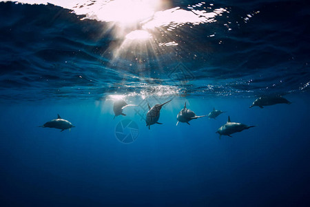 热带海洋中有阳光的Spinner海豚家庭海图片