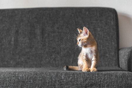 小可爱的孟加拉小猫咪坐在沙发上图片