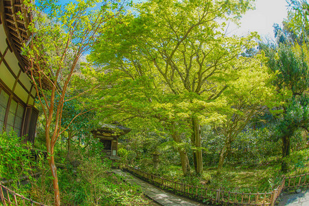 镰仓圆阁寺的新绿图片