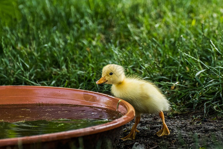 亲爱的小黄宝在水碗里跑鸭子图片