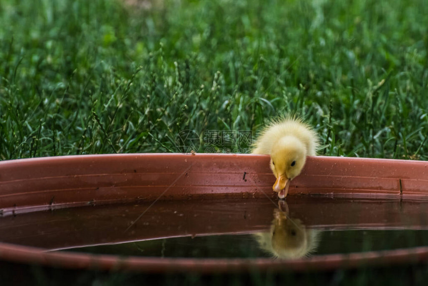 小黄鸭子看着一个水碗图片