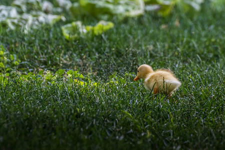 夏天小黄鸭在绿红草图片