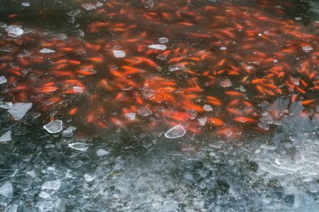 日本花园池塘结冰表面下的红锦鲤图片