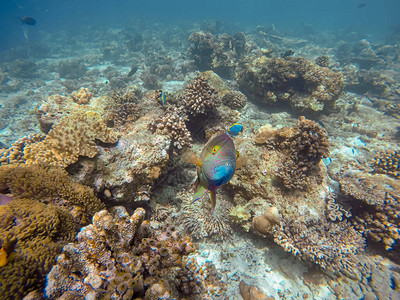 珊瑚礁中的一条大鱼Bicol图片