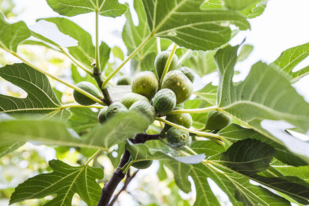 夏季健康甜果无花果在树枝上图片