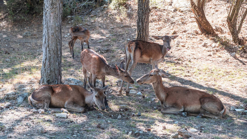 希腊Parnitha森林山的红母鹿和小鹿图片