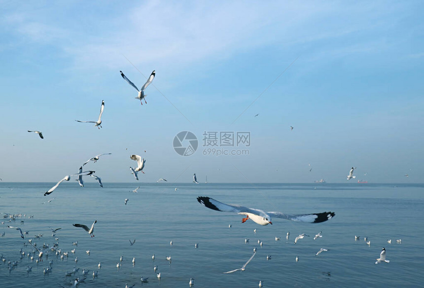 一大群海鸥在平静的海面上在晨光中飞翔图片