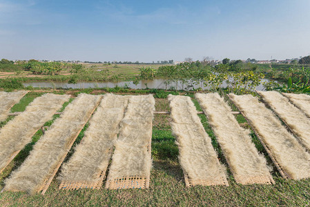 在越南河内郊外的农村场附近的竹栅栏上晒干越南米粉的自然方法特制有机图片