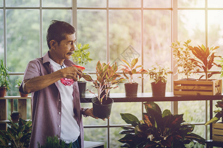 亚洲退休老人正在玻璃房的植物图片