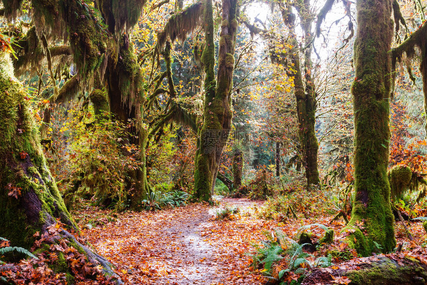 美国华盛顿州奥林匹克公园可雨林的秋季美丽不寻图片