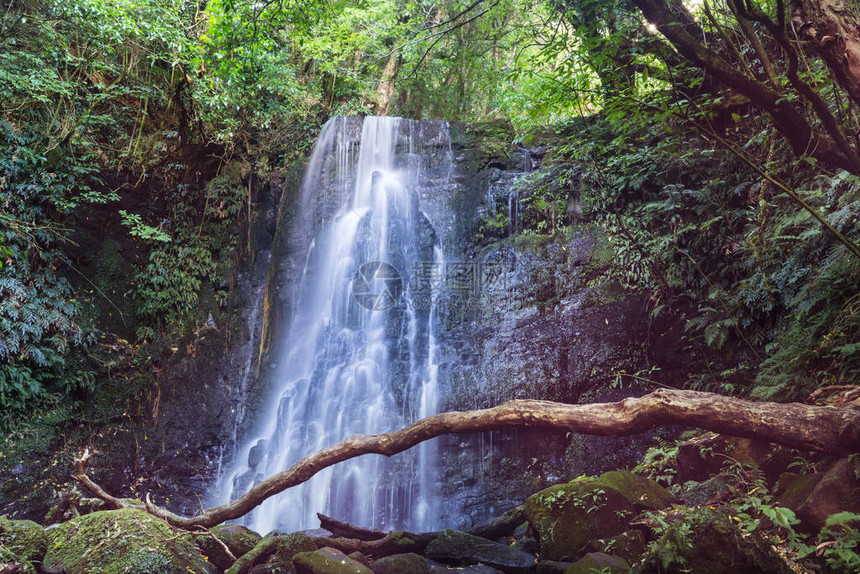 新西兰绿色雨林中的美丽瀑布图片