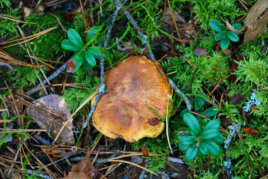苔藓覆盖的秋季蘑菇的顶视图图片
