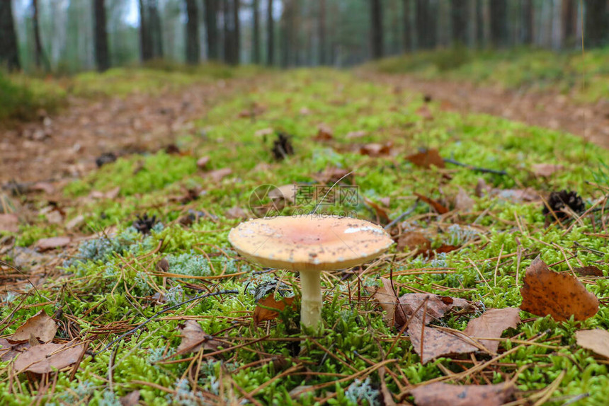 蘑菇长在森林里的青苔上图片