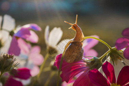 蜗牛爬上花看日出图片