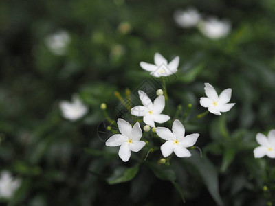 茜草科多年生植物小叶为圆形椭圆形尖叶图片