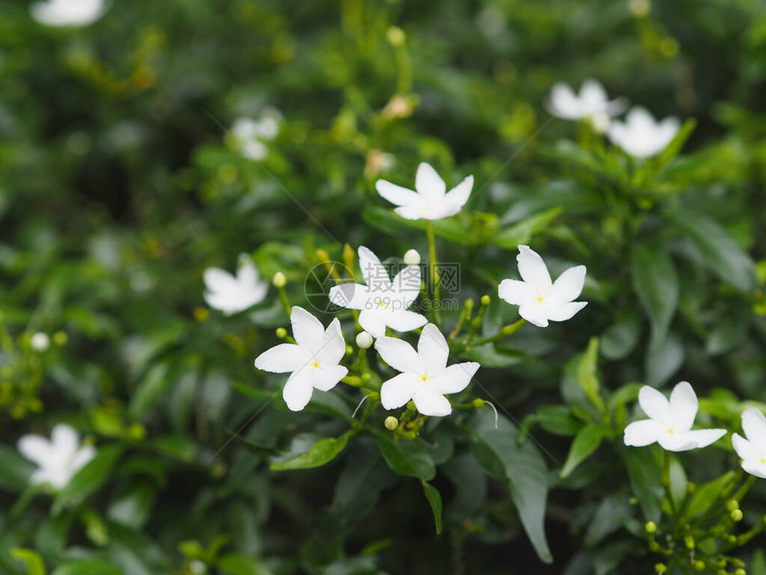 茜草科多年生植物小叶为圆形椭圆形尖叶图片