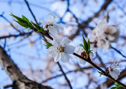 春天苹果树的鲜花分枝春图片