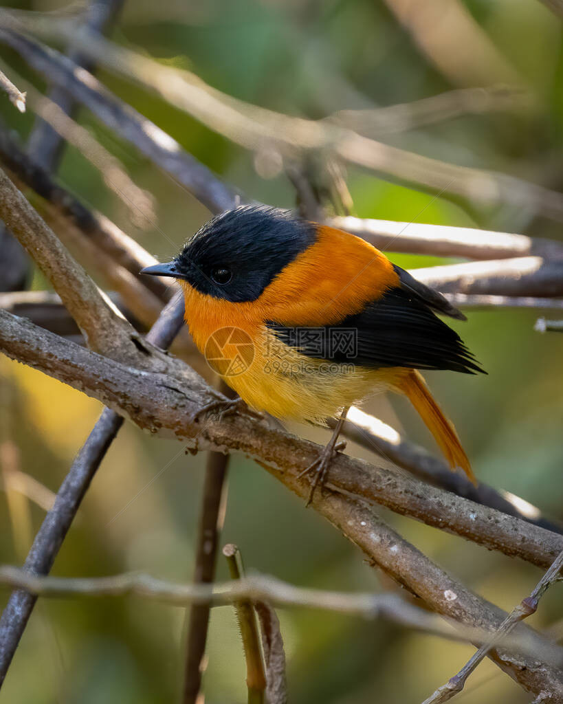 一只可爱的小男黑色和橙色猎物Ficedulanigrorufa图片