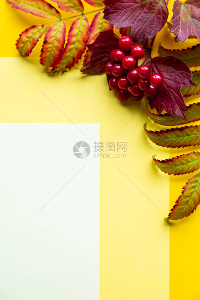 黄色背景的秋叶秋季概念与文图片
