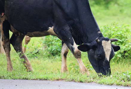牛在路边的草地上吃草母牛被剥削为他们的牛奶这头母牛被牧牛人的棍子击中图片