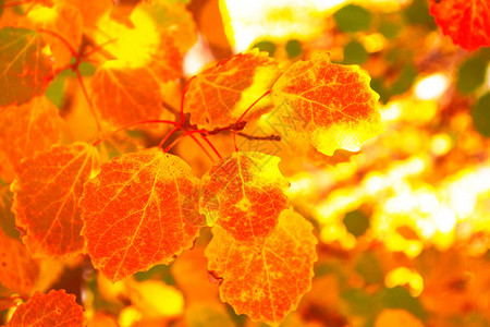 印度的夏天美丽的秋天风景与黄色的树木和太阳公园里五颜六色的树叶图片
