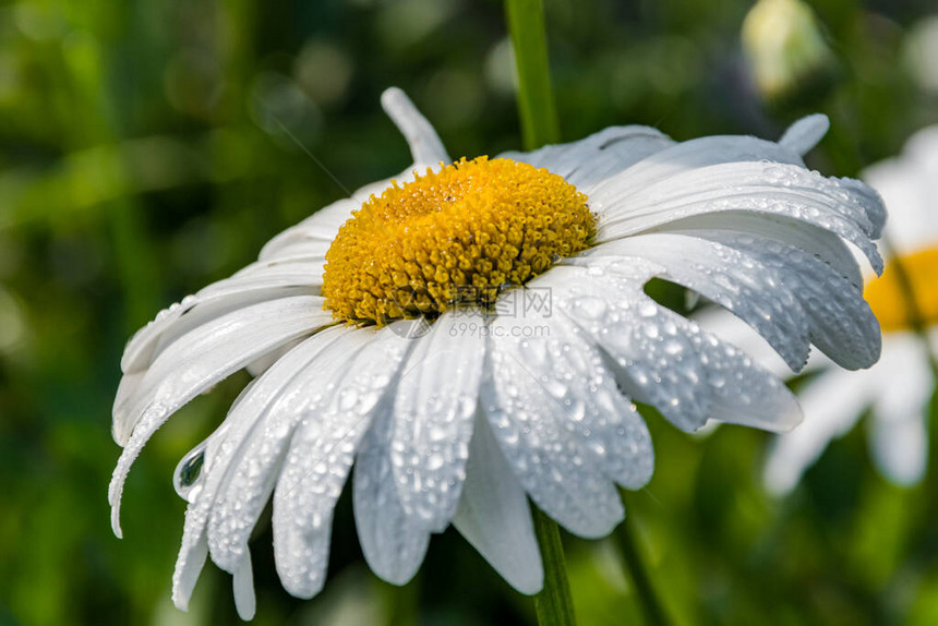 关闭与雨滴的白色雏菊花图片