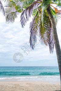 夏季海滩热带棕榈树有蓝天图片
