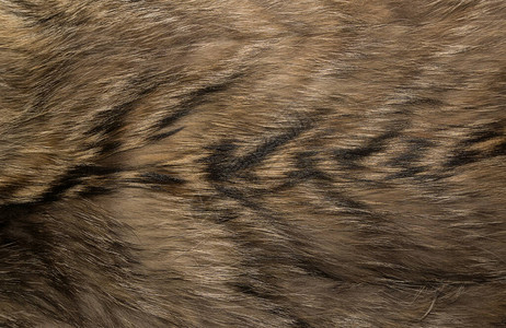 天然动物毛皮背景纹理图片