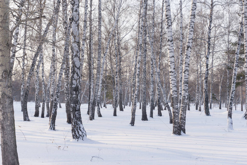 冬天的桦树冬天的背景图片