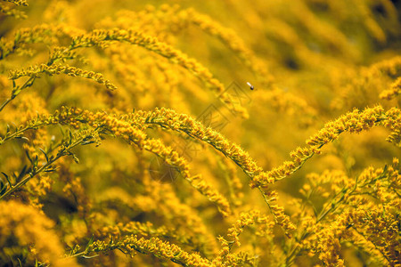 金枝玉兰与阳光灿烂的夏日花园图片