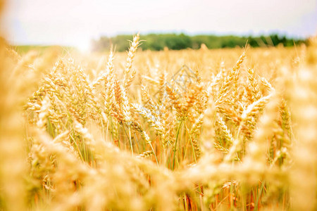 丰收概念美丽的农业田地日落景观农村自然风景背和草原小麦成熟图片