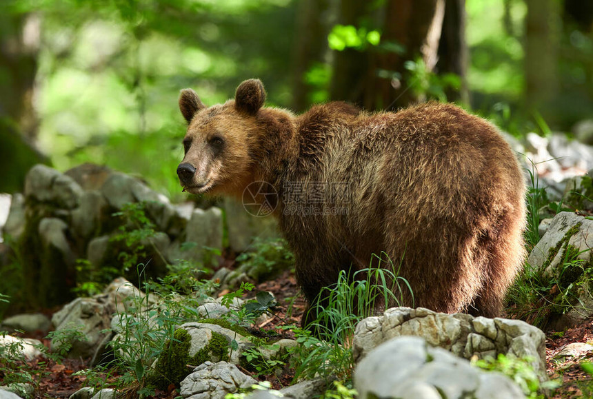 野棕熊Ursusarc图片