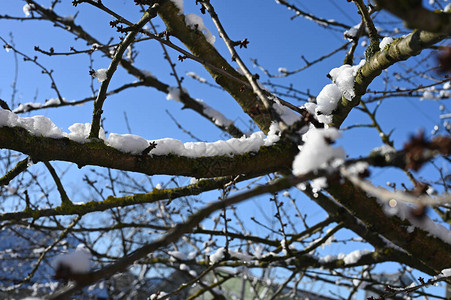 在阳光明媚的天气下雪树上图片