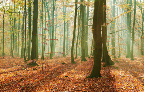 秋天的早晨在老森林里图片