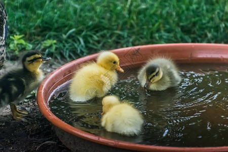 夏天在一个水碗里跑鸭子的图片