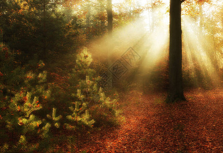 秋天的早晨在森林里图片