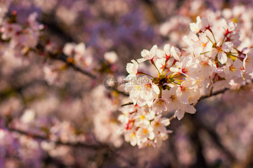 日本春天樱花盛开图片