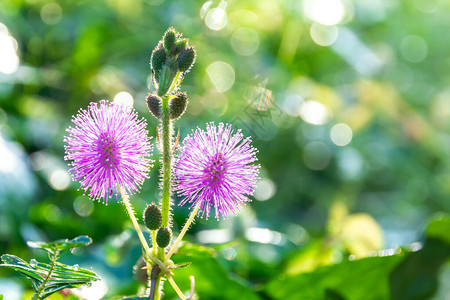 敏感植物Mimosapigra或称沉睡草羞草沉睡植物图片
