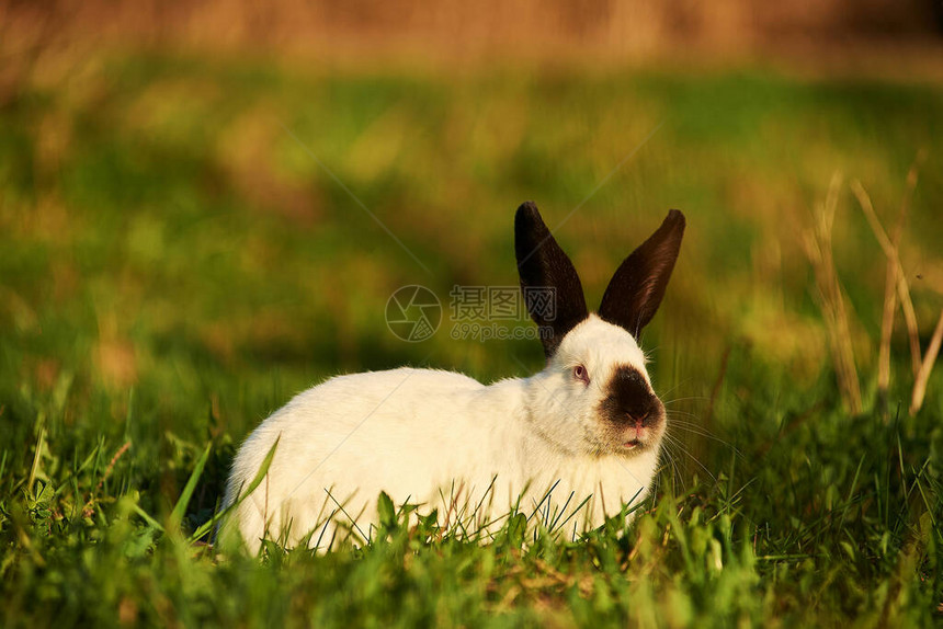 养兔的装饰品种加州兔图片