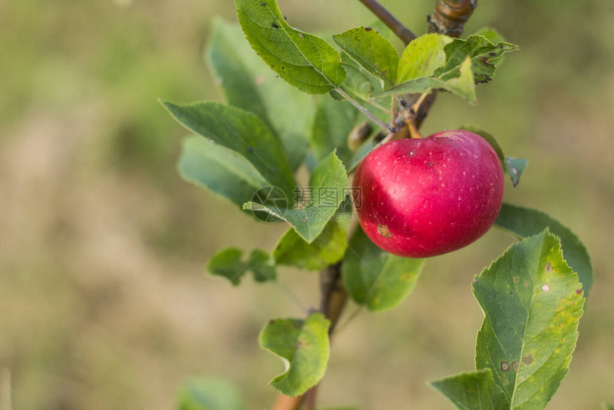 红熟的苹果挂在绿叶的树枝上图片