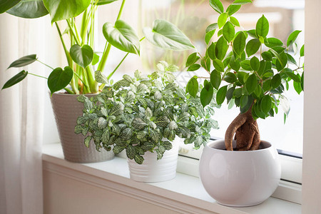 窗上白色花盆中的绿色室内植物fittonia龟背竹图片