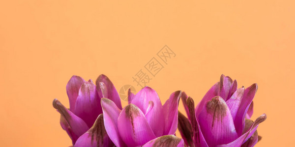 紫色CurcumaSiam郁金香花图片