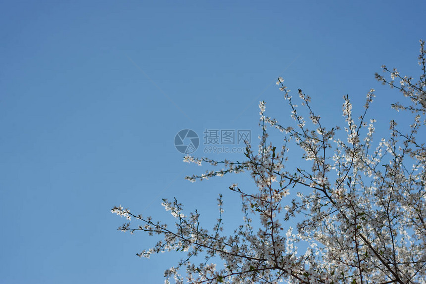 美丽的樱花在明蓝的天空背景下白花春图片