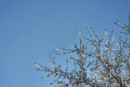 美丽的樱花在明蓝的天空背景下白花春图片