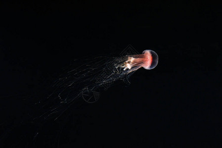 美丽的天然红水母在水族图片