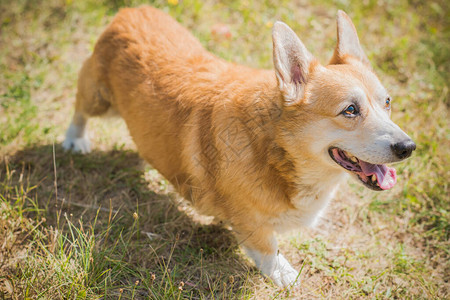 适合散步的柯基犬品种狗的生活宠物图片